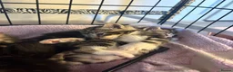 Domestic Shorthair cats for sale: 6 Curious Loving Domestic Shorthair Kittens - Advert 24