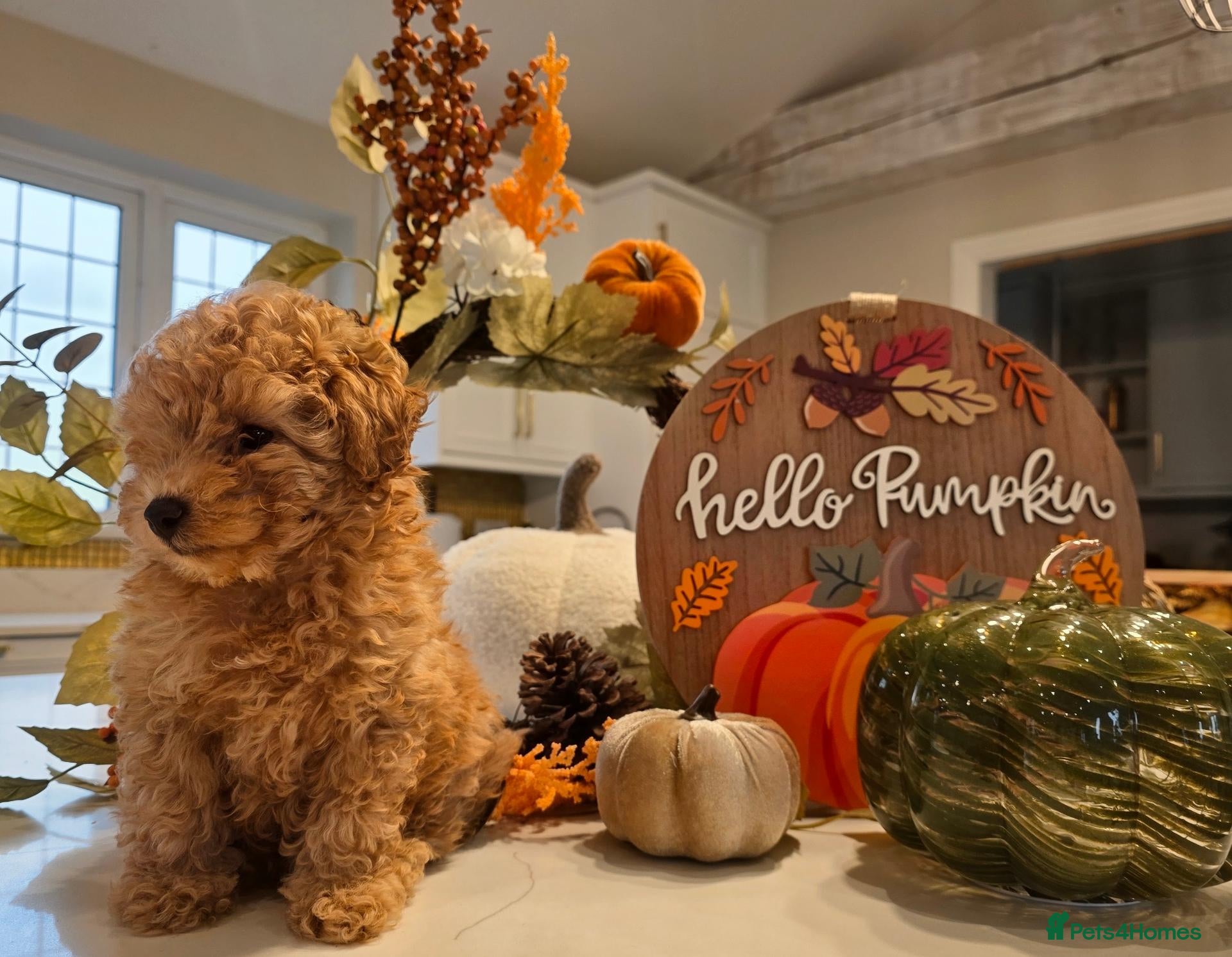 Toy Poodle dogs KC Registered Beautiful Toy Poodle Puppies - Advert 1