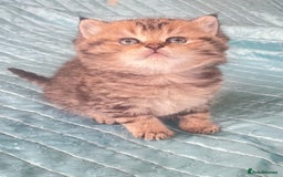 British Shorthair cats for sale: Gorgeous pure breed colour point and golden kitten - Image 9