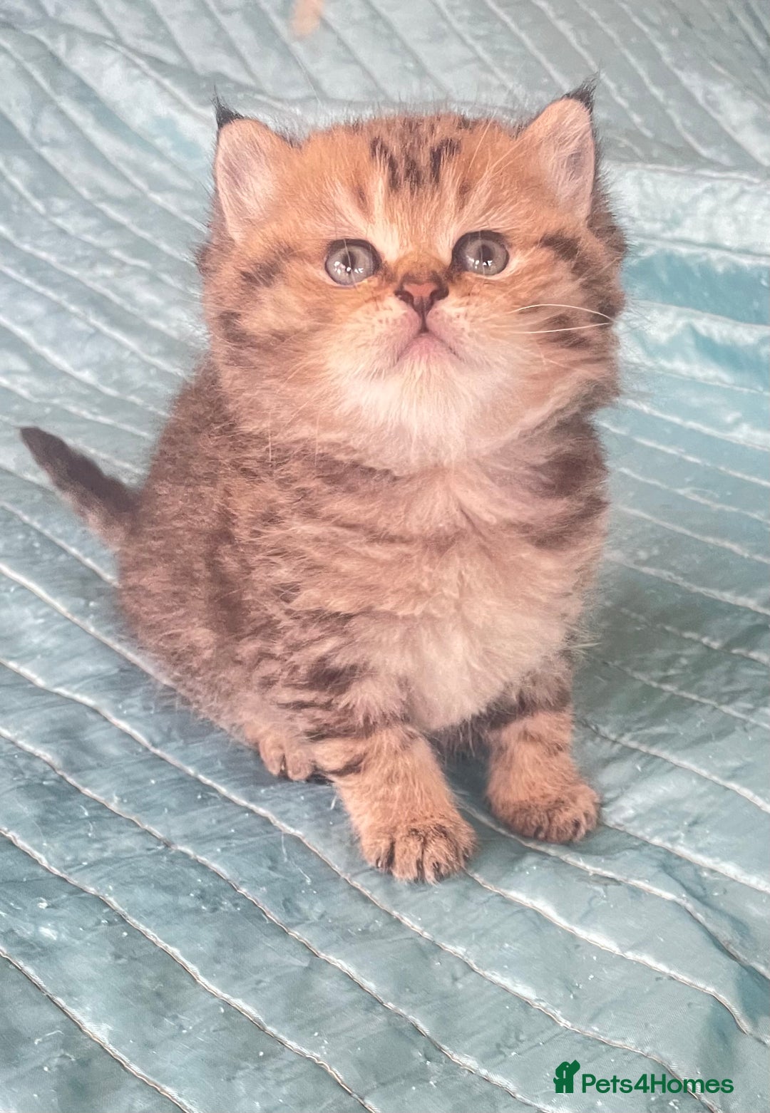 British Shorthair cats for sale: Gorgeous pure breed colour point and golden kitten - Image 9