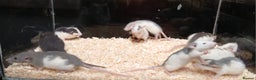 Rat rodents for sale: Baby Dumbo Rats Normal - Rex Furred  - Advert 3
