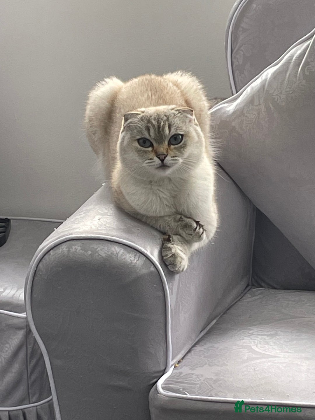 Scottish Fold cats for sale: Scottish fold mix - Image 4