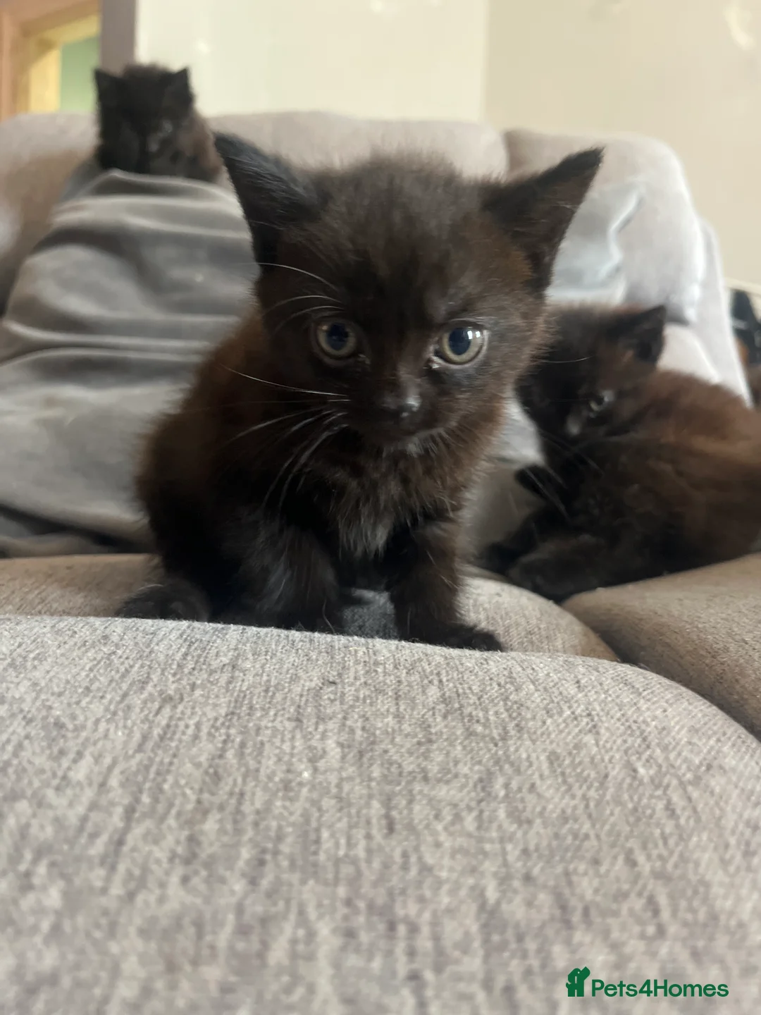 Mixed Breed cats for sale: Black long hair girl  - Advert 1