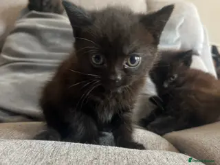 Mixed Breed cats Black long hair girl - Advert 6