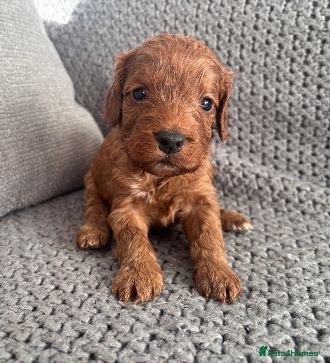 Cockapoo dogs for sale: F1 Cockapoo puppies  - Image 2