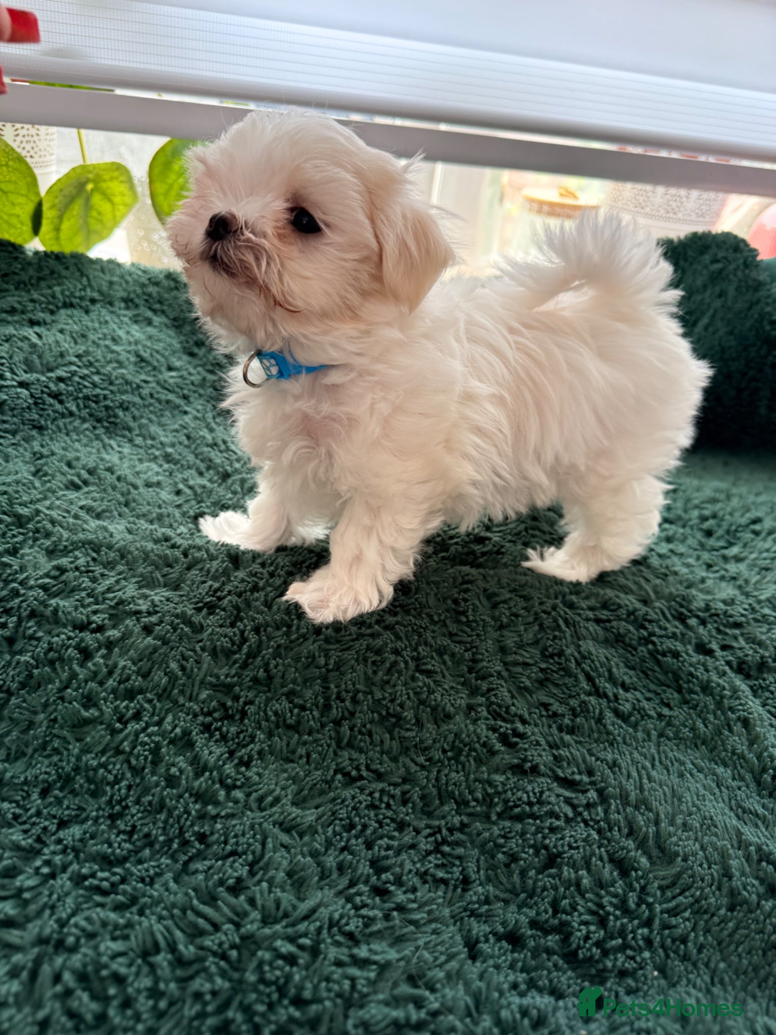 Maltese dogs 💖Adorable Korean Maltese boy ready to go 🩵 - Advert 2