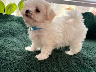 Maltese dogs 💖Adorable Korean Maltese boy ready to go 🩵 - Advert 2
