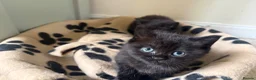 Mixed Breed cats for sale: Gorgeous half British Shorthair kitties - Advert 2