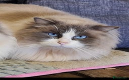 Ragdoll cats for sale: Beautiful Ragdoll babies  - Image 9