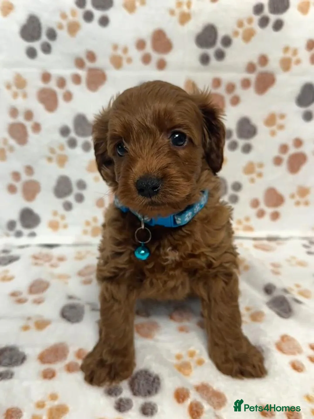 Cockapoo dogs for sale: Beautiful Multigenerational Cockapoo Puppies - Advert 2