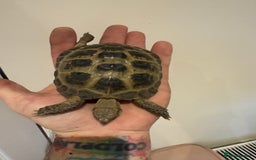 Tortoise reptiles for sale: Male 4 year old Horsfield Tortoise  - Image 1