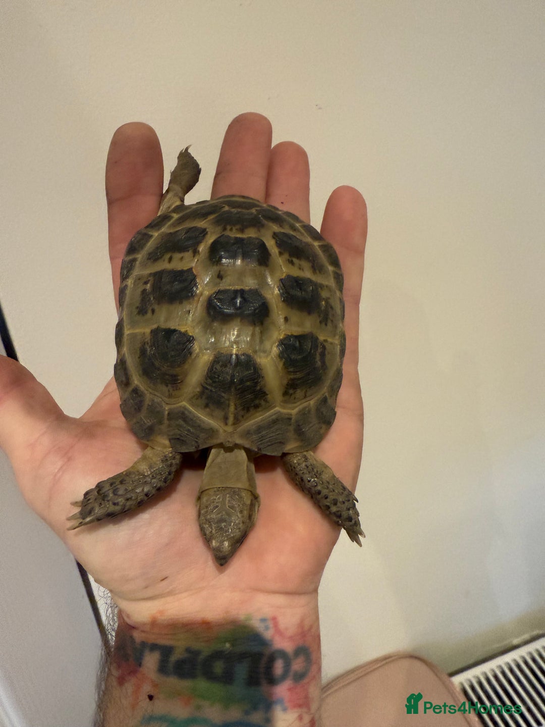 Tortoise reptiles for sale: Male 4 year old Horsfield Tortoise  - Image 1