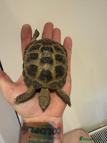Tortoise reptiles - Advert 1