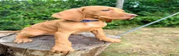 Hungarian Vizsla dogs for sale: KC Reg Hungarian Vizsla pups Hip/Elbow DNA Tested - Advert 4