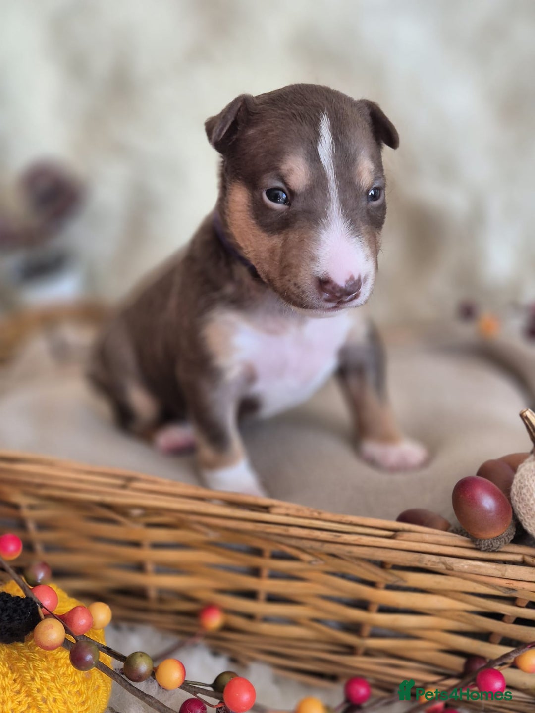 Miniature Bull terrier dogs for sale: 🐾 Exclusive Miniature Bull Terrier Puppies 🐾 - Image 27