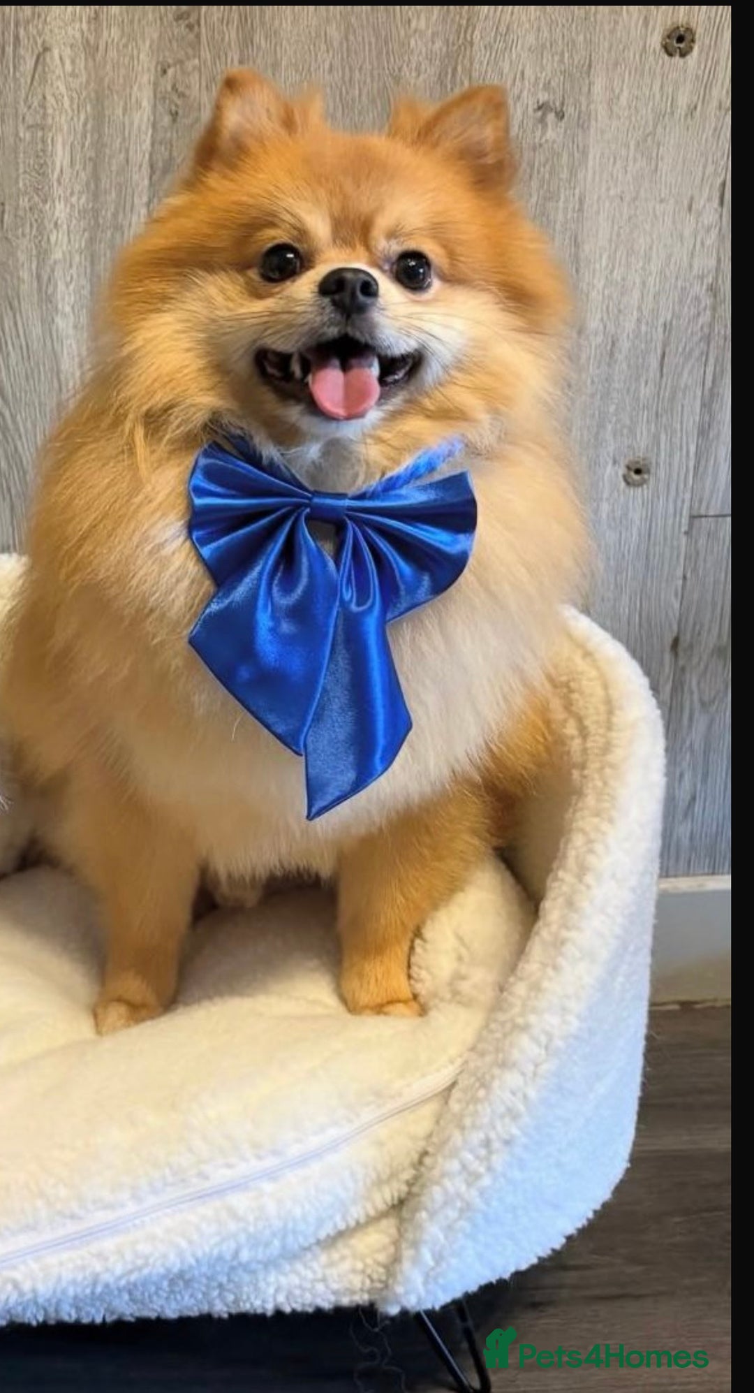 Pomeranian dogs for sale: 2 year old Male Pomeranian  - Advert 2