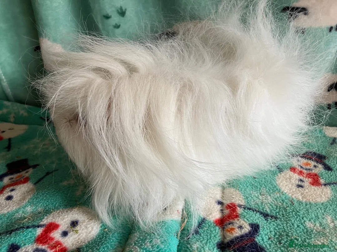 Guinea Pig rodents for sale: Pure Bred Swiss White Guinea pig sow. - Advert 1