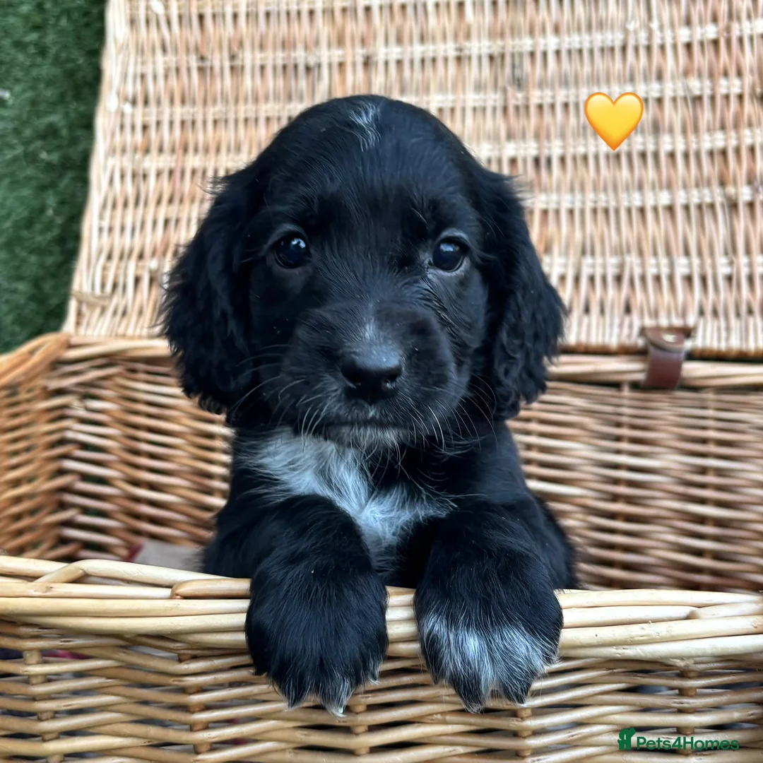 Cocker Spaniel dogs for sale: Cocker Spaniel Puppies Ready 28th February - Advert 3