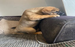 Mixed Breed dogs for sale: Rottweiler x Akita puppy  - Image 11