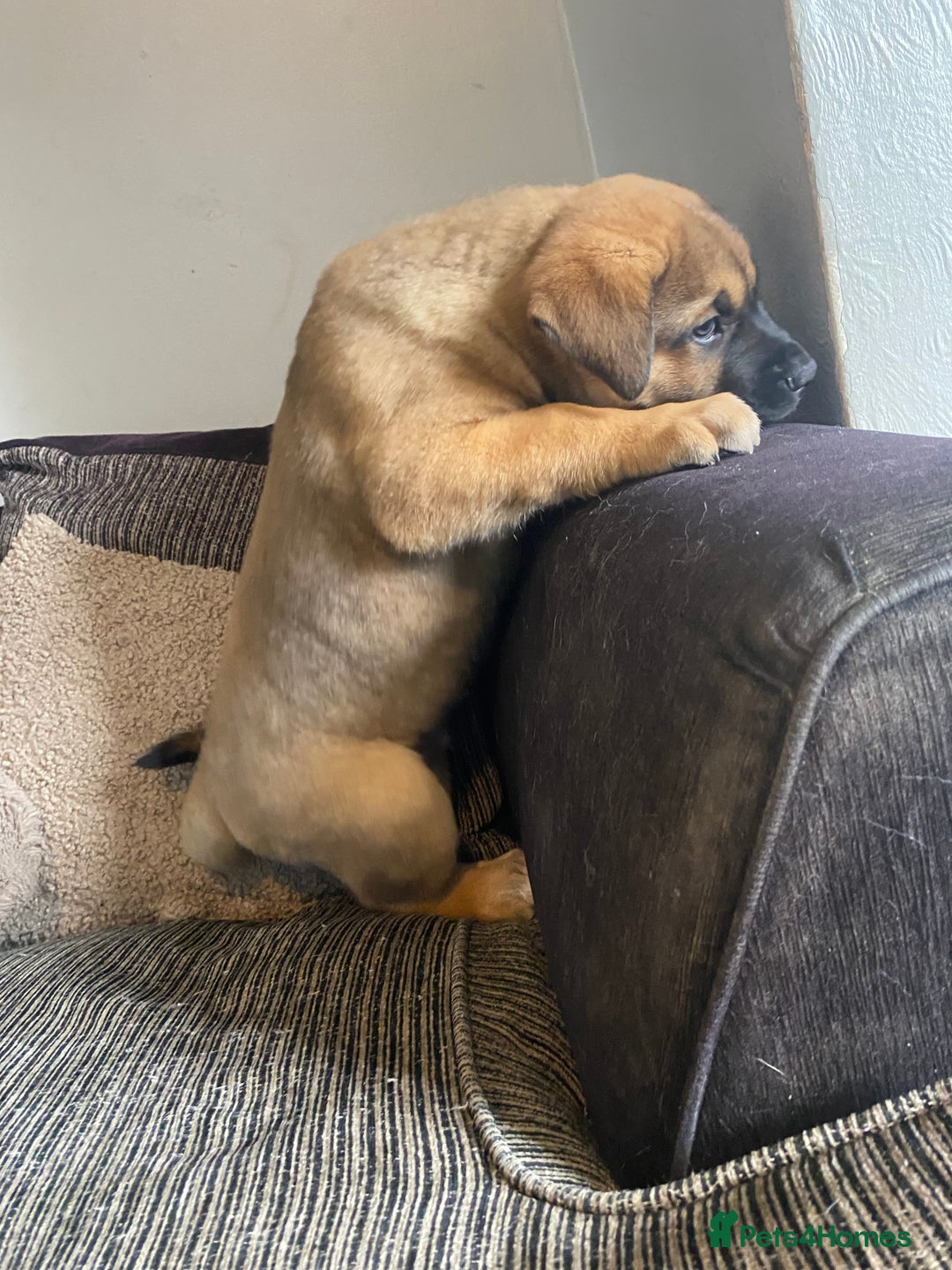Mixed Breed dogs for sale: Rottweiler x Akita puppy  - Image 11