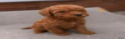 Cockapoo dogs for sale: 6 F1B COCKAPOO PUPPIES in Ashford - Advert 4