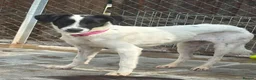 Mixed Breed dogs for adoption: Rama - Norwich Norfolk  - Advert 3