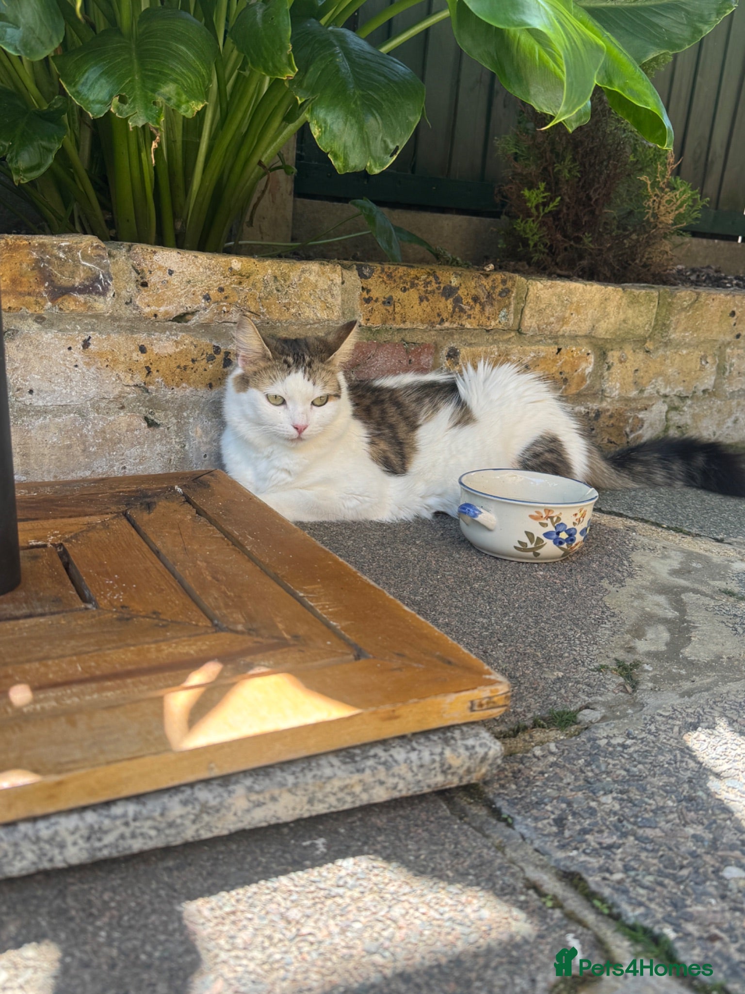 Mixed Breed cats 6 gorgeous kittens for sale - Advert 1