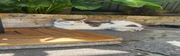 Mixed Breed cats for sale: 6 gorgeous kittens for sale - Advert 1