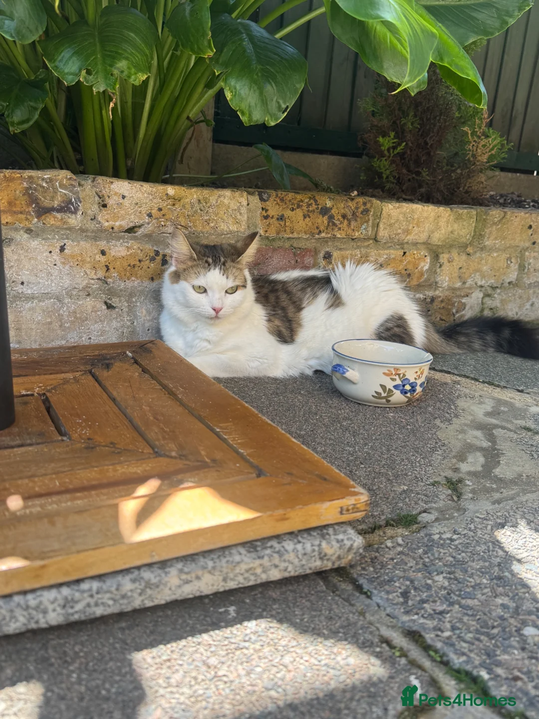 Mixed Breed cats for sale: 6 gorgeous kittens for sale - Advert 1