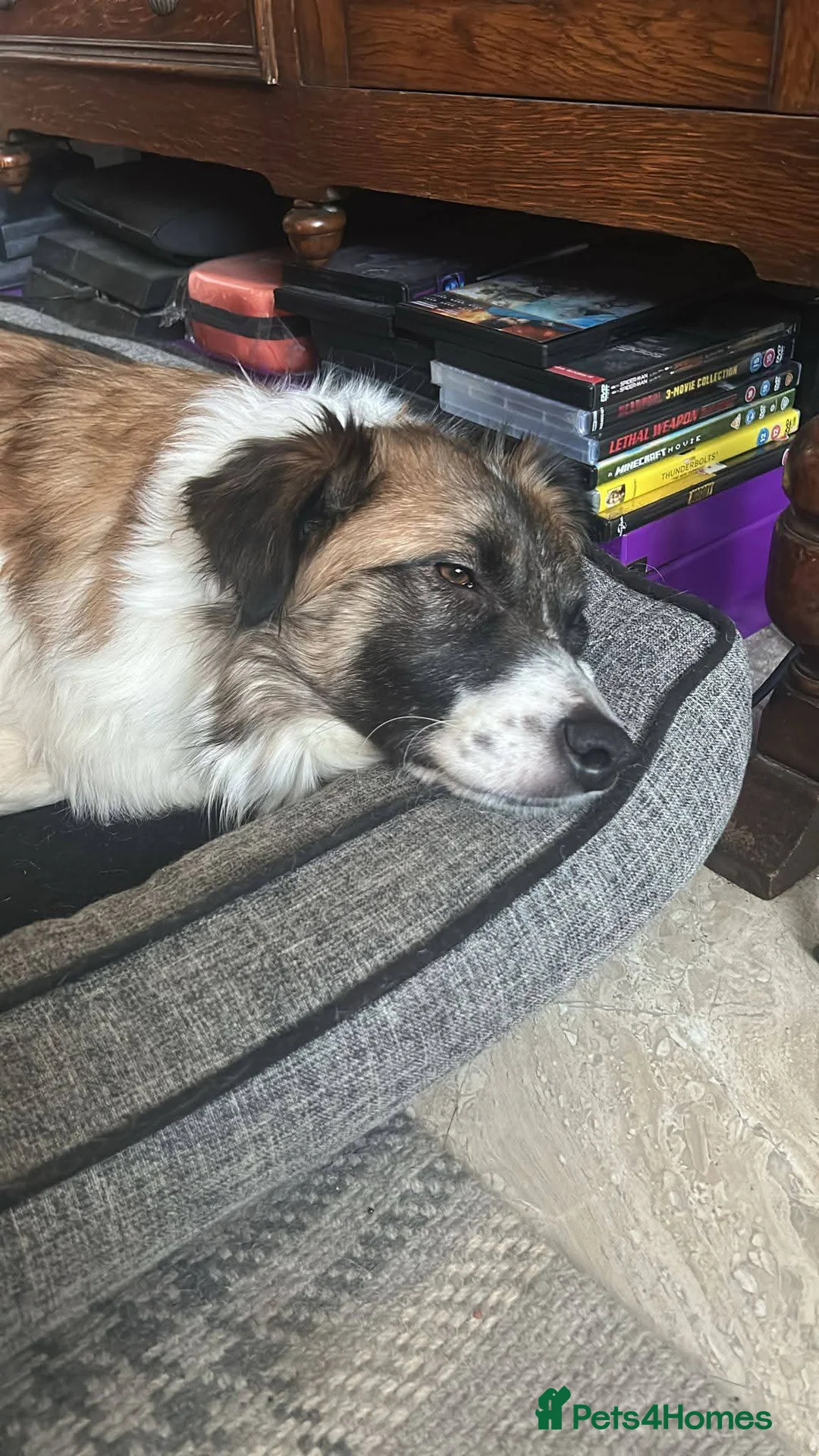 Mixed Breed dogs for adoption: Meet Musketeer,  currently residing in Fife - Advert 6