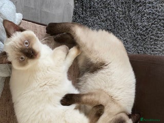 British Shorthair cats Colourpoint BSH siblings - Price to keep together! - Advert 6