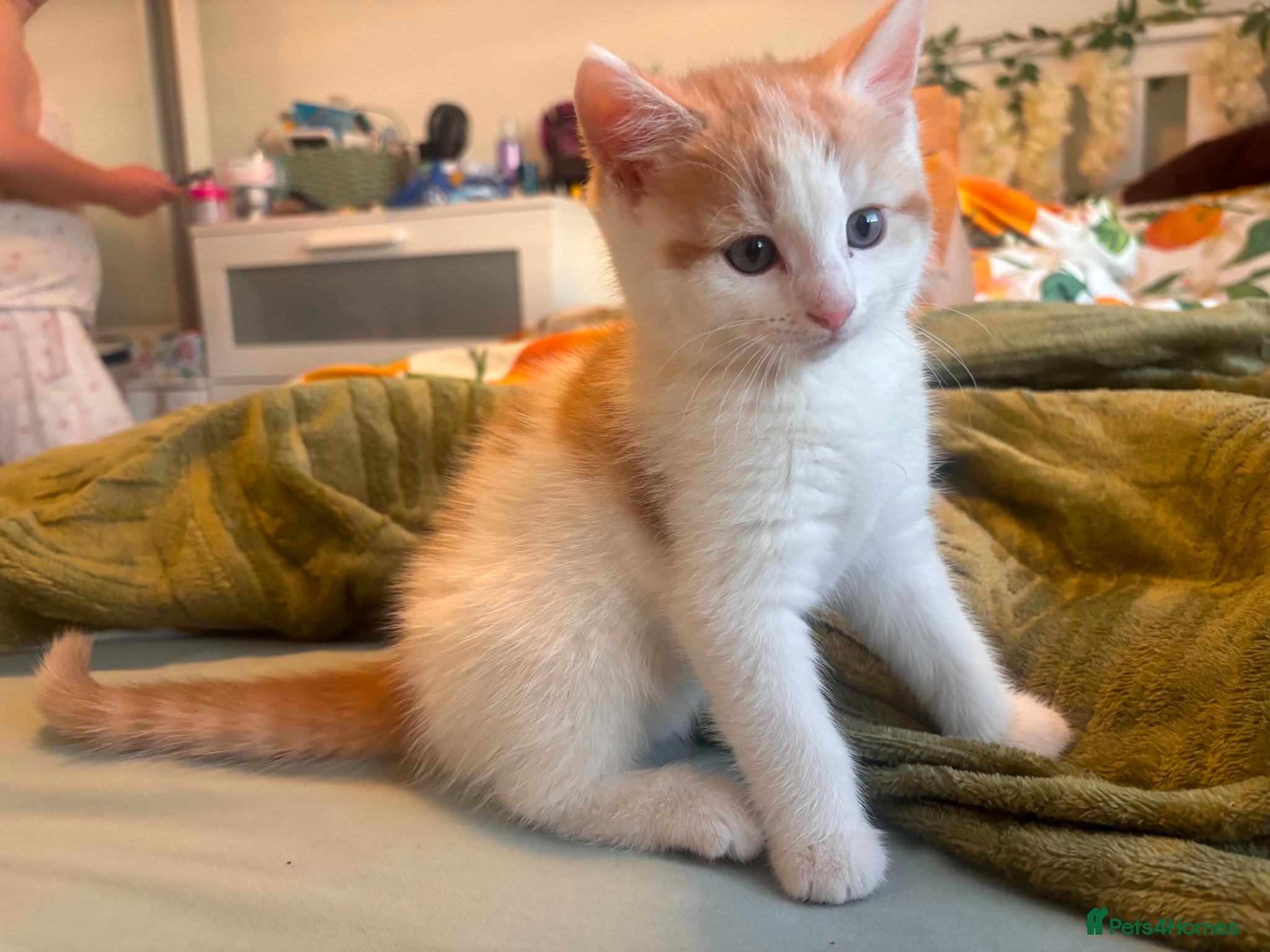 Mixed Breed cats Fluffy kittens looking  for home💕 - Advert 1