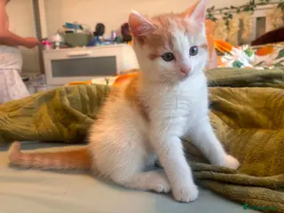 Mixed Breed cats Fluffy kittens looking for home💕 - Advert 1