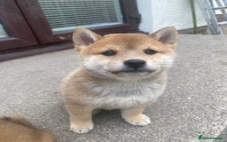 Japanese Shiba Inu dogs for sale: Quality KC Shiba Inu Puppies - Image 6