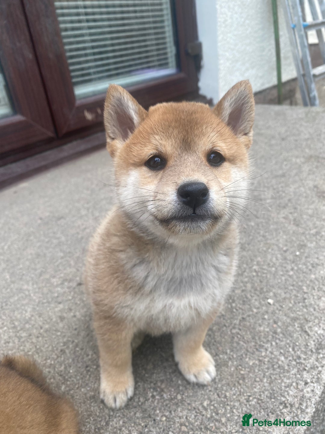 Japanese Shiba Inu dogs for sale: Quality KC Shiba Inu Puppies - Image 6