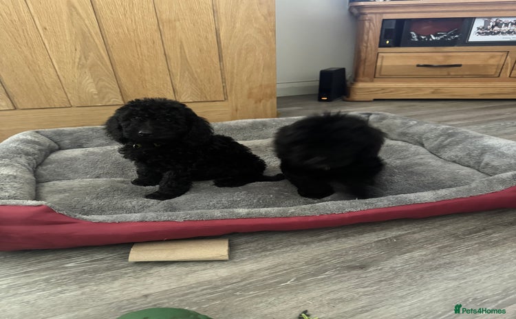 Cockapoo dogs - Advert 3