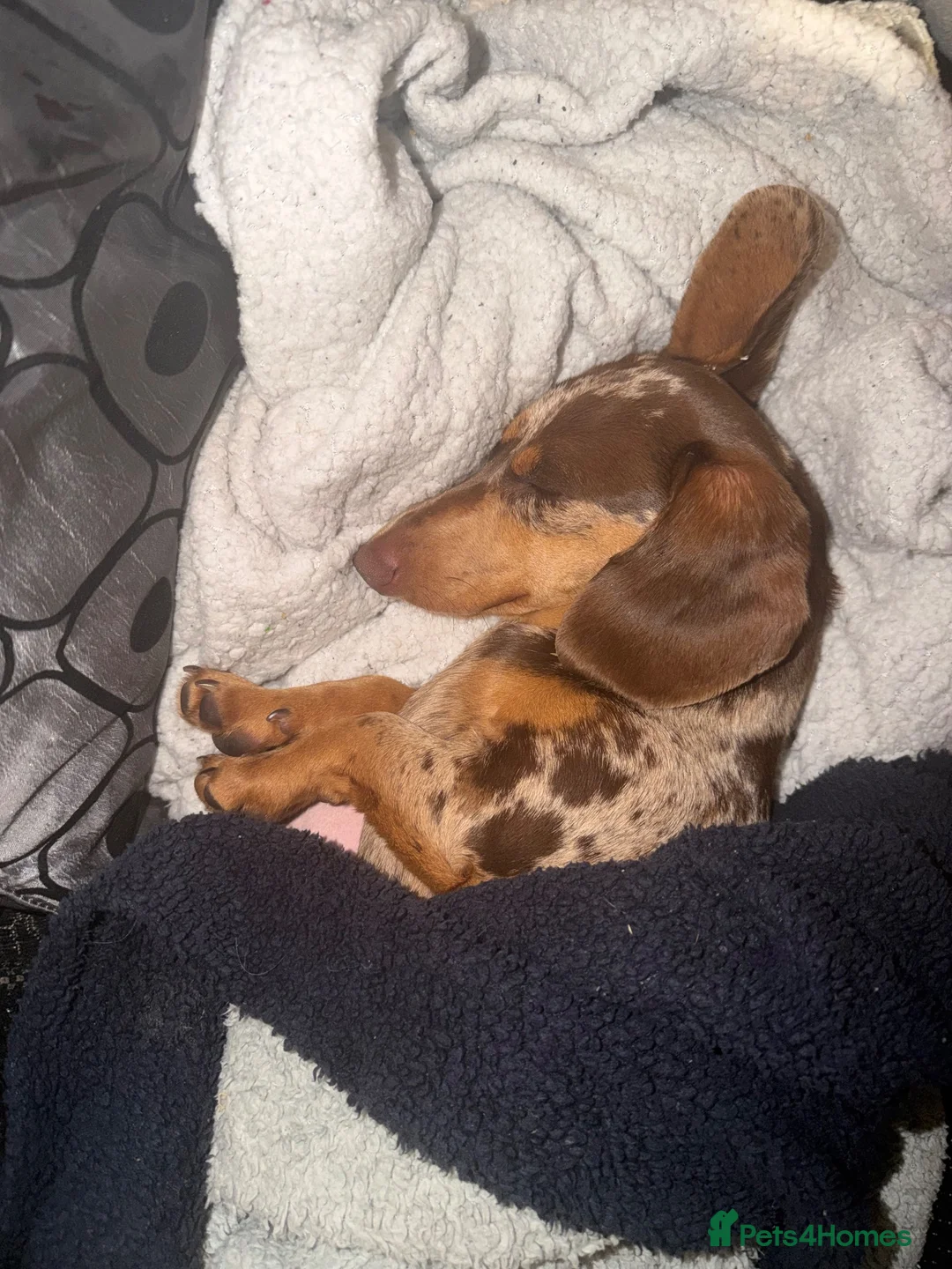 Miniature Dachshund dogs for sale: Gorgeous Light Chocolate Miniature Dachshund  - Advert 6