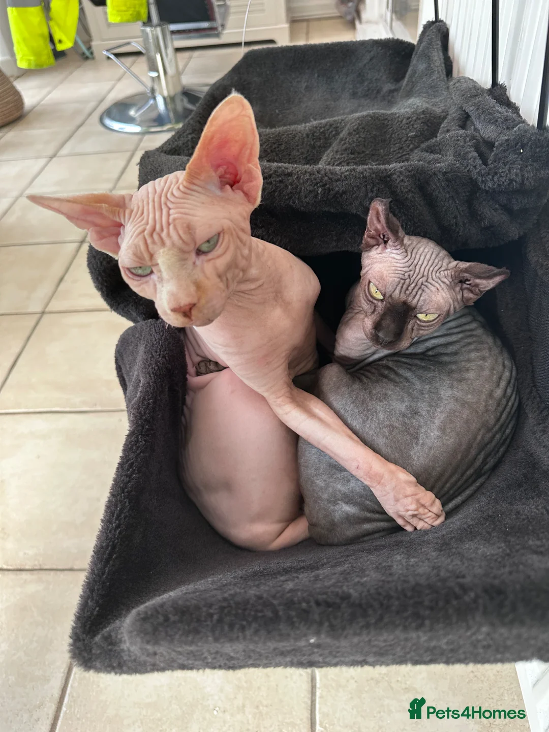 Oriental cats for sale: 2 adorable cats in Wisbech - Advert 1