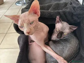 Oriental cats 2 adorable cats - Advert 2