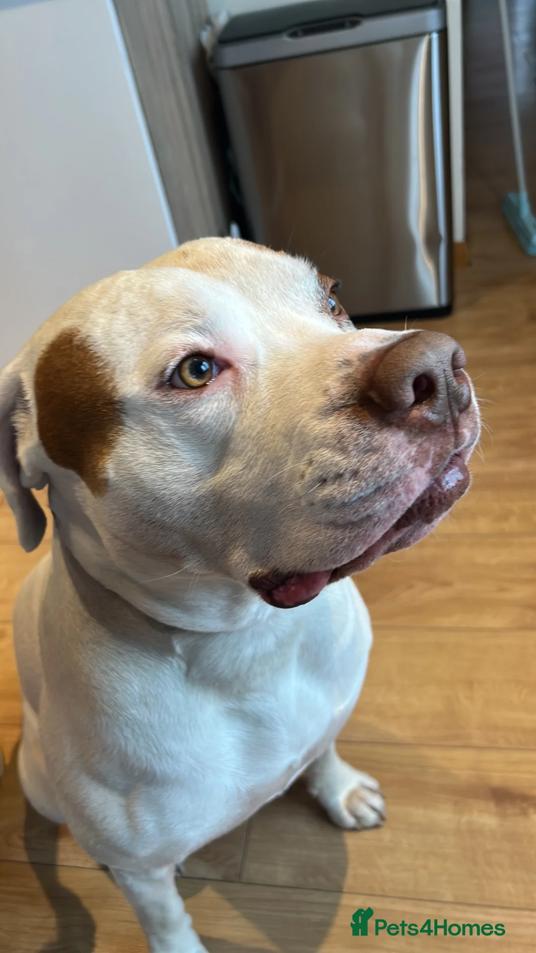 American Bulldog dogs for stud: Frank  in Bolton - Advert 1