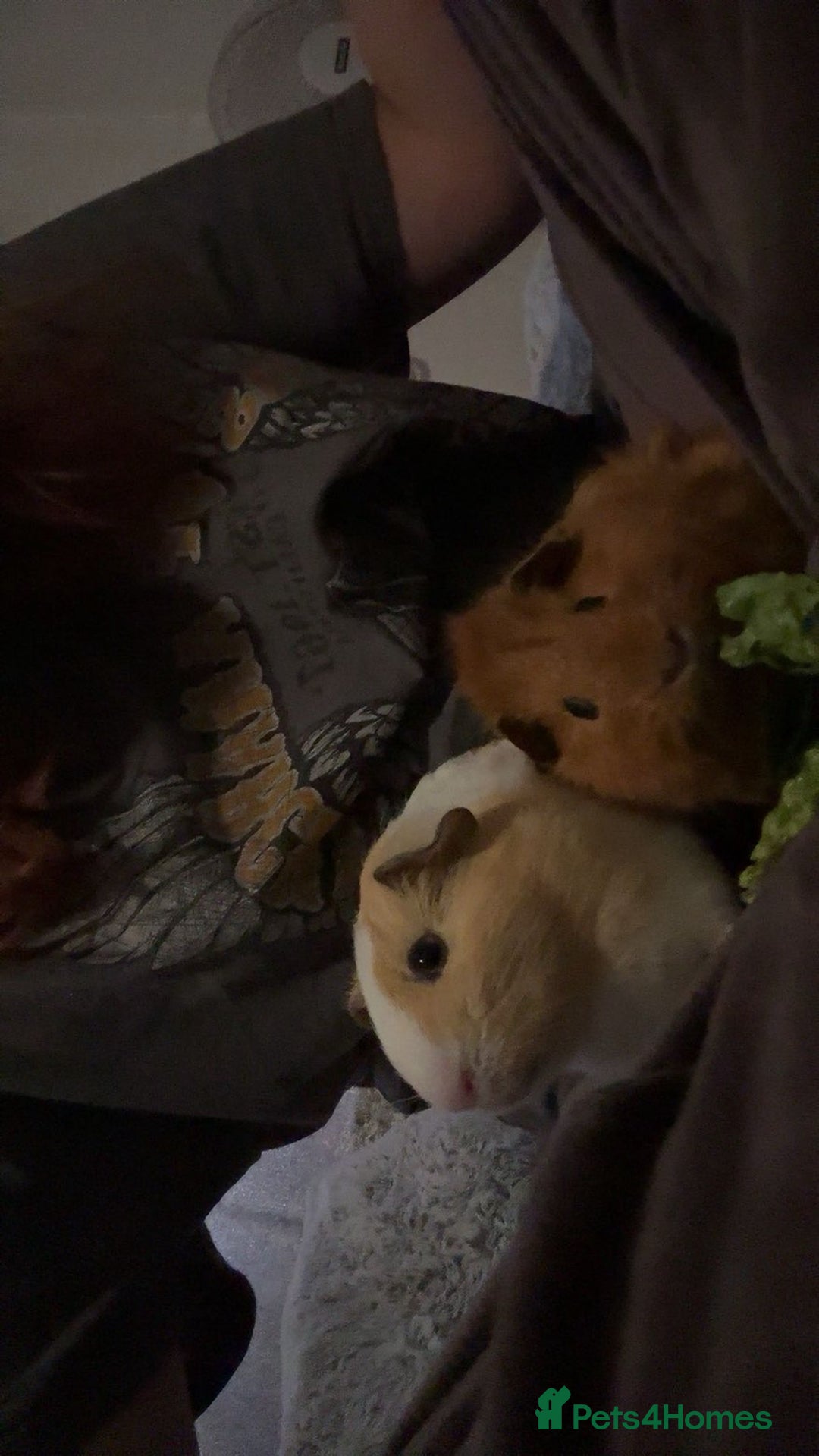 Guinea Pig rodents for sale: Two male guinea pigs for sale - Advert 3