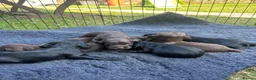 Sprocker dogs for sale: F1 sprockers in Haltwhistle - Advert 3