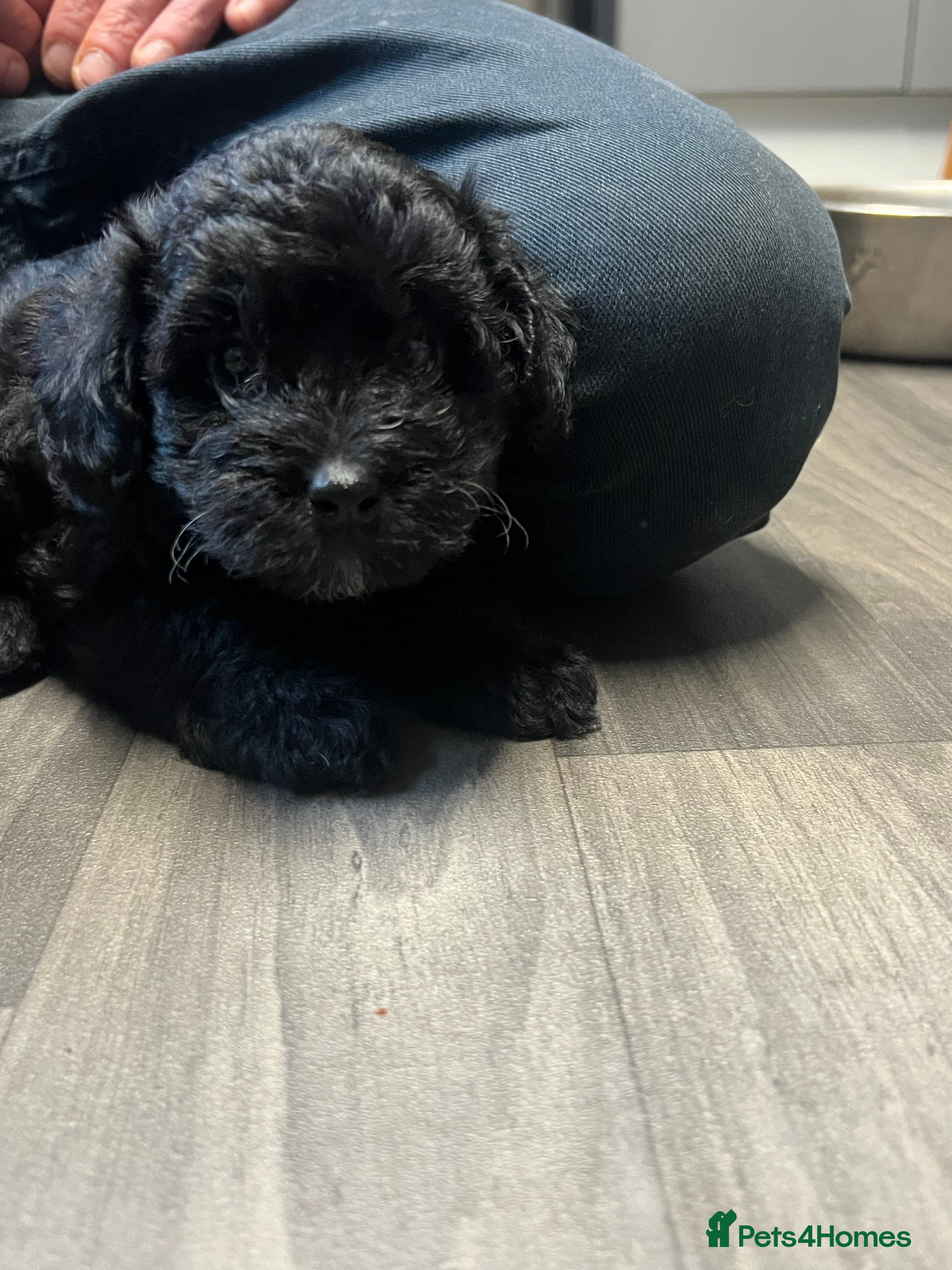Jackapoo dogs 1 Girl left Gorgeous Jackapoo pups for sale. - Advert 3