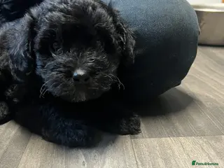 Jackapoo dogs 1 Girl left Gorgeous Jackapoo pups for sale. - Advert 17