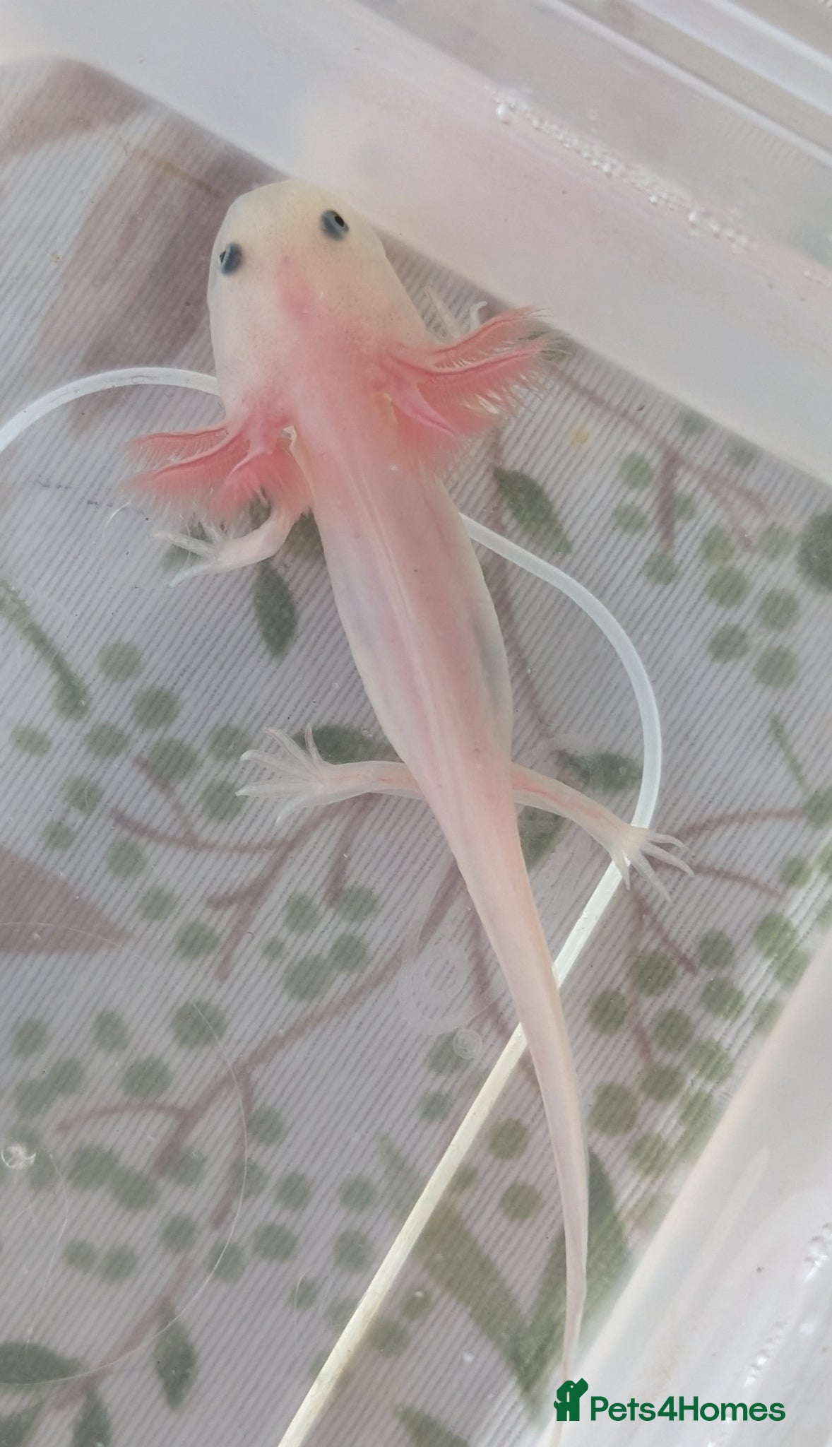 Axolotl reptiles for sale: Leucistic Axolotls - Available Now - Advert 4