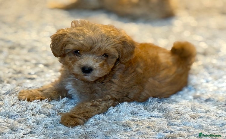 Maltipoo dogs - Advert 2