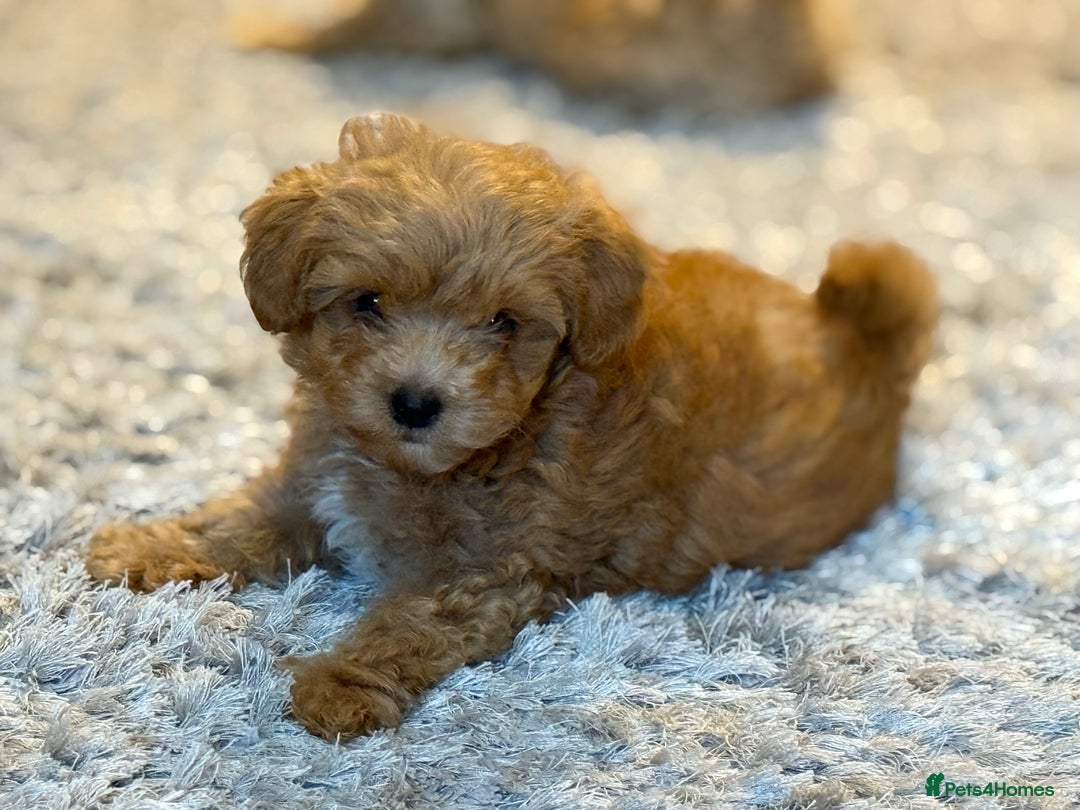 Maltipoo dogs for sale: Real life teddy bears f1 Maltipoo 3 left!🐾🐶❤️💥 - Image 2