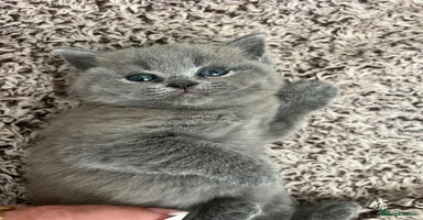 British Shorthair cats - Advert 4