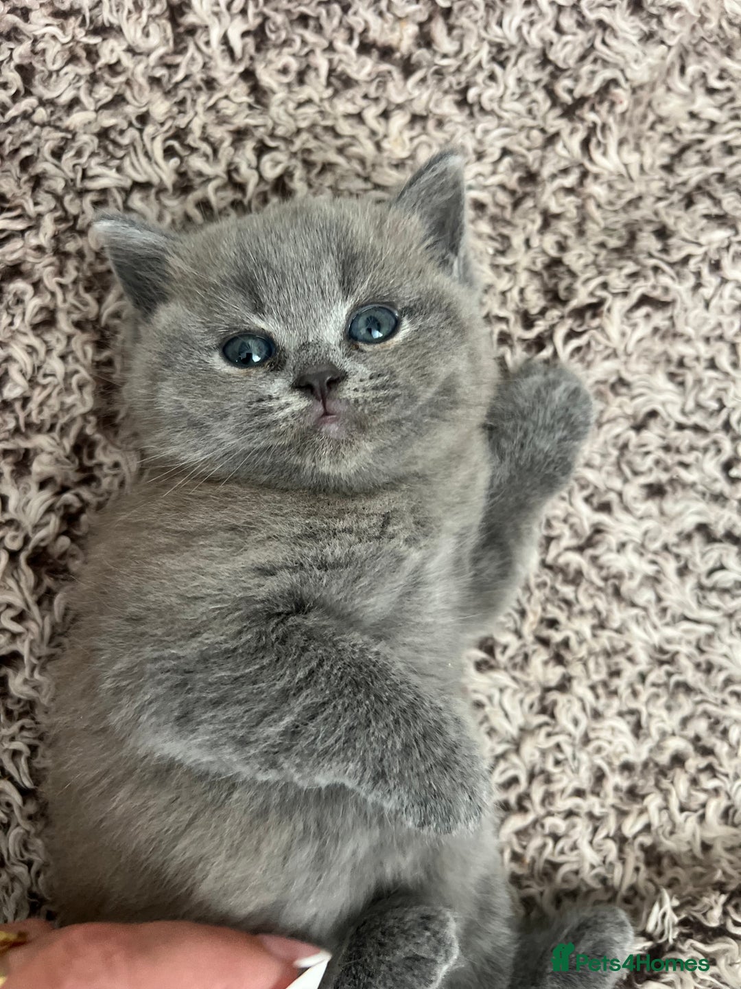 British Shorthair cats for sale: 💙Baby British Blue/Ragdoll Boy 💙 - Image 3