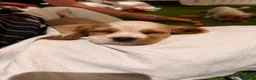 Cavalier King Charles Spaniel dogs for sale: 🐾AMAZING KC REGISTERED CAVALIERS 🐾 - Advert 7